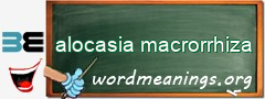 WordMeaning blackboard for alocasia macrorrhiza